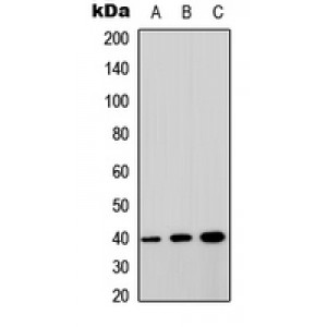 LifeSab™ GPRC5A Rabbit pAb (50 µl)