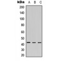 LifeSab™ MEIS1 Rabbit pAb (50 µl)