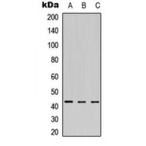 LifeSab™ MEIS1 Rabbit pAb (50 µl)