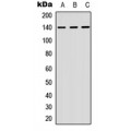 LifeSab™ NFAT3 Rabbit pAb (50 µl)