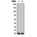 LifeSab™ Neuromedin U Rabbit pAb (50 µl)