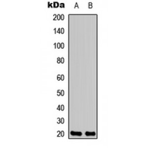 LifeSab™ Neuromedin U Rabbit pAb (50 µl)