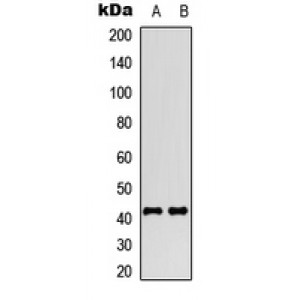 LifeSab™ SSTR4 Rabbit pAb (50 µl)