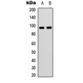 LifeSab™ VAV3 Rabbit pAb (50 µl)