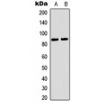 LifeSab™ Rabenosyn 5 Rabbit pAb (50 µl)