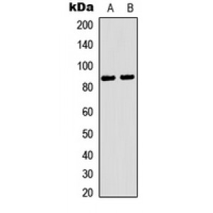 LifeSab™ Rabenosyn 5 Rabbit pAb (50 µl)