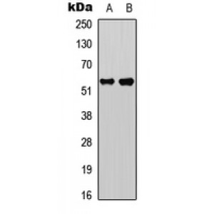 LifeSab™ Caspase 8 p18 Rabbit pAb (50 µl)