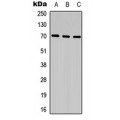 LifeSab™ CCDC99 Rabbit pAb (50 µl)