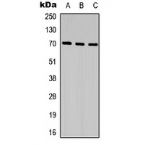 LifeSab™ CCDC99 Rabbit pAb (50 µl)