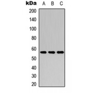 LifeSab™ Cytochrome P450 2C8 Rabbit pAb (50 µl)