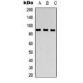 LifeSab™ CD26 Rabbit pAb (50 µl)