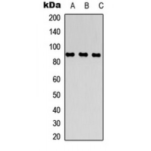 LifeSab™ CD26 Rabbit pAb (50 µl)