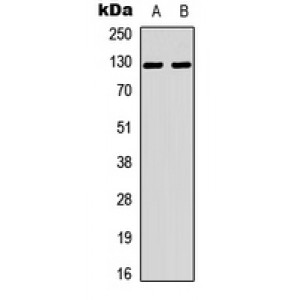 LifeSab™ Tensin 2 Rabbit pAb (50 µl)