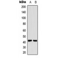 LifeSab™ CD264 Rabbit pAb (50 µl)