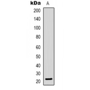 LifeSab™ BNIP3 Rabbit pAb (50 µl)