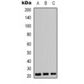 LifeSab™ CD3e Rabbit pAb (50 µl)