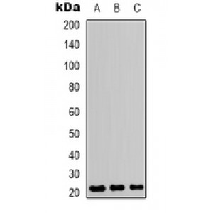 LifeSab™ CD3e Rabbit pAb (50 µl)