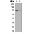 LifeSab™ RhoBTB3 Rabbit pAb (50 µl)