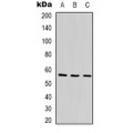 LifeSab™ ANGPTL1 Rabbit pAb (50 µl)