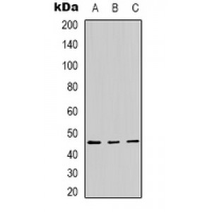 LifeSab™ Panopsin Rabbit pAb (50 µl)