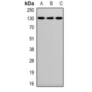 LifeSab™ CD144 Rabbit pAb (50 µl)