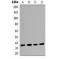 LifeSab™ Claudin 17 Rabbit pAb (50 µl)