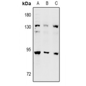 LifeSab™ DNA Polymerase iota Rabbit pAb (50 µl)