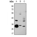 LifeSab™ hnRNP CL1 Rabbit pAb (50 µl)