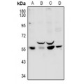 LifeSab™ PPP1R16B Rabbit pAb (50 µl)