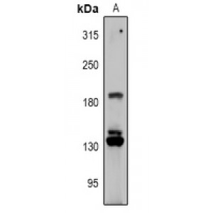 LifeSab™ RGPD1/2/3/4/5/8 Rabbit pAb (50 µl)