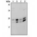 LifeSab™ RAB18 Rabbit pAb (50 µl)