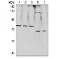 LifeSab™ RPAP2 Rabbit pAb (50 µl)