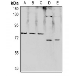 LifeSab™ RPAP2 Rabbit pAb (50 µl)