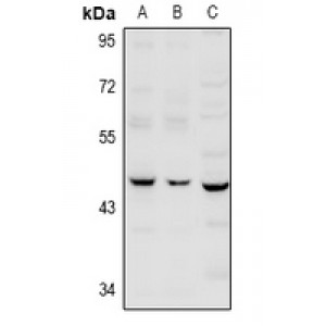 LifeSab™ Serpin B12 Rabbit pAb (50 µl)