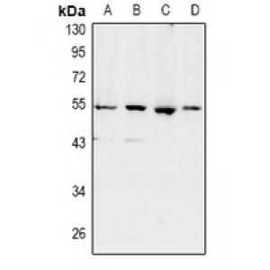 LifeSab™ SHD Rabbit pAb (50 µl)