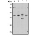 LifeSab™ EBP1 Rabbit pAb (50 µl)