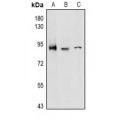 LifeSab™ CD97 alpha Rabbit pAb (50 µl)