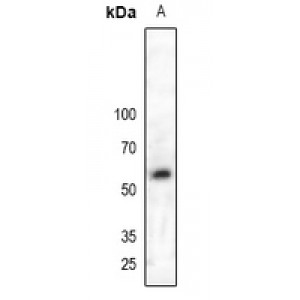 LifeSab™ MPP6 Rabbit pAb (50 µl)