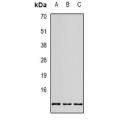 LifeSab™ ATP5F1 Rabbit pAb (50 µl)