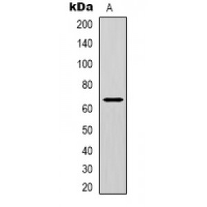 LifeSab™ NF-kappaB p65 (AcK122) Rabbit pAb (50 µl)