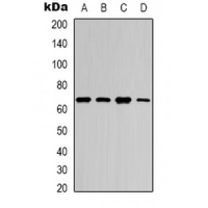 LifeSab™ NF-kappaB p65 Rabbit pAb (50 µl)