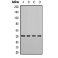 LifeSab™ CHRNA9 Rabbit pAb (50 µl)