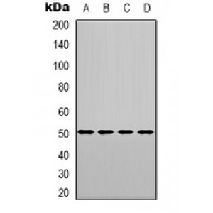 LifeSab™ CHRNA9 Rabbit pAb (50 µl)