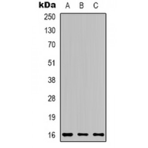 LifeSab™ CD257 Rabbit pAb (50 µl)