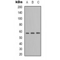 LifeSab™ Cullin 4B Rabbit pAb (50 µl)