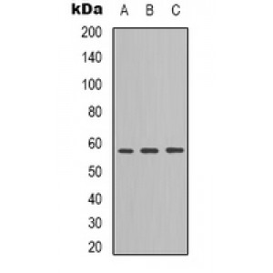 LifeSab™ Cullin 4B Rabbit pAb (50 µl)