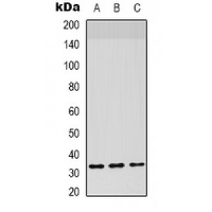 LifeSab™ STRA8 Rabbit pAb (50 µl)