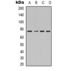 LifeSab™ CCL11 Rabbit pAb (50 µl)