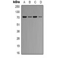 LifeSab™ GRP58 Rabbit pAb (50 µl)