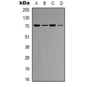 LifeSab™ GRP58 Rabbit pAb (50 µl)